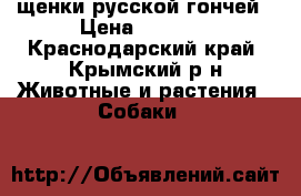 щенки русской гончей › Цена ­ 8 000 - Краснодарский край, Крымский р-н Животные и растения » Собаки   